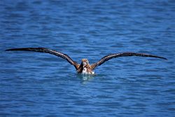 Fascinating Young Laysan Albatross on the Pacific Ocean