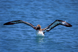 Explore the beauty of the young Laysan albatross at sea