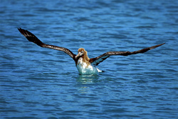 Explore the beauty of the young Laysan albatross at sea