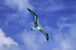 Fascinating flight of the Laysan albatross over the ocean