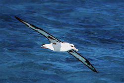 Explore the world of Laysan albatrosses and their amazing abilities