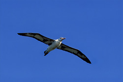 Majestic flying Laysan albatross over the Pacific Ocean