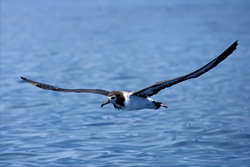 A majestic Laysan albatross rises above the sea surface