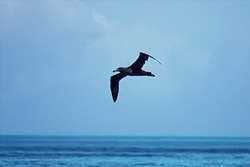 Black-footed Albatross