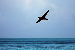 A majestic Blackfooted albatross (Phoebastria nigripes) soaring over the ocean