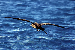 A majestic Blackfooted albatross (Phoebastria nigripes) over the endless ocean