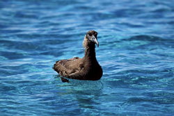 A Blackfooted albatross (Phoebastria nigripes) swims in a lagoon. Explore the fascinating world of these majestic seabirds at the Midway Atoll.