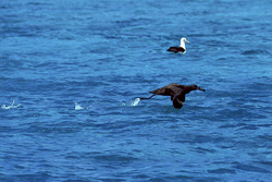 An impressive Blackfooted albatross takes off from the sea surface