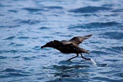 A Blackfooted albatross taking off from the sea