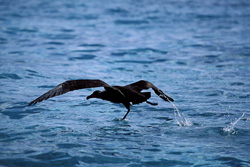 A graceful Blackfooted Albatross takes off over the sea in Midway