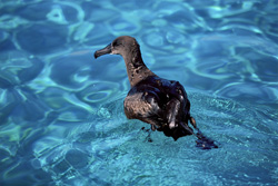 A majestic Blackfooted Albatross on Midway Atoll