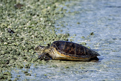 Fascinating capture of a Green Sea Turtle coming ashore