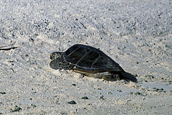 Encounter the endangered green sea turtle on a tropical sandy beach
