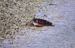 A Green Sea Turtle (Chelonia mydos) Leaving the Sea and Heading Ashore