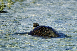 Rare capture of a green sea turtle in its natural habitat
