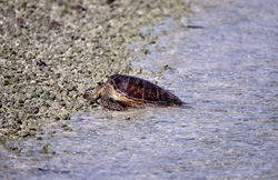 Green Sea Turtle