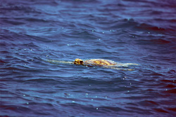 The Green Sea Turtle's (Chelonia mydos) Fat Coloring and Its Significance