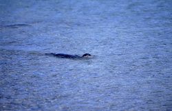 Im flachen Wasser vor einer Midway Insel schwimmt eine der seltenen Hawaiianischen Moenchsrobben (Monachus schauinslandi).