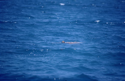 In rough seas, a green sea turtle raises its head above water