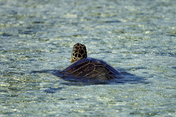 Fascinating green sea turtle swimming in clear shallow water - Explore the beauty of the underwater world