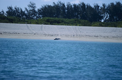 Explore the fascinating world of the Hawaiian monk seal on Midway Atoll
