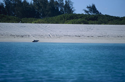 Osservare la foca monaca hawaiana sulla spiaggia di sabbia