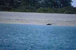 Una foca monaca hawaiana (Monachus schauinslandi) sulla spiaggia di un'isola
