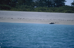 Foca monaca hawaiana sulla spiaggia - Una creatura affascinante nel suo ambiente naturale