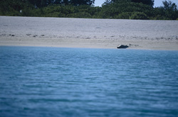 Osserva la maestosa foca monaca hawaiana nel suo ambiente naturale