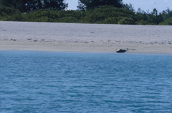 Una foca monaca hawaiana (Monachus schauinslandi) su una spiaggia deserta