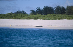 Osserva la graziosa foca monaca hawaiana nel suo habitat naturale