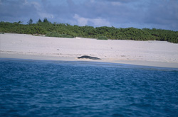 Una foca monje de Hawái (Monachus schauinslandi) en la idílica playa de Midway