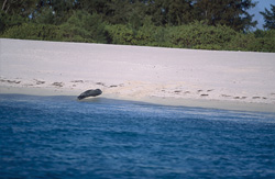 Una foca monaca hawaiana riposa su una pittoresca spiaggia di sabbia
