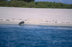 Scopri una affascinante foca monaca hawaiana sulla spiaggia