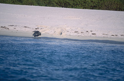 Eine Hawaiianische Moenchsrobbe (Monachus schauinslandi) am Strand einer Insel