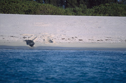 Eine Hawaiianische Moenchsrobbe (Monachus schauinslandi) am Strand einer Insel