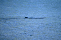 Una foca monje hawaiana en su entorno natural