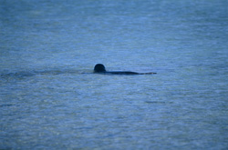 Una foca monaca hawaiana (Monachus schauinslandi) in un ambiente minacciato