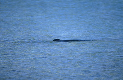 Una foca monje hawaiana en su entorno natural en la isla Midway