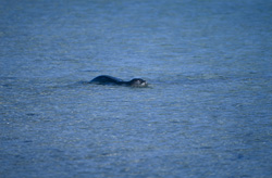 Una foca monje hawaiana en una laguna en Midway