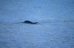 Una rara foca monje hawaiana en la tranquila laguna de Midway