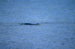 Una foca monaca hawaiana (Monachus schauinslandi) in una pittoresca laguna sulle isole Hawaii. Scopri di più su questa specie a rischio e sulle sue esigenze di habitat.