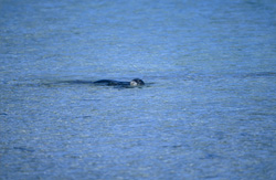 Incontro con la foca monaca hawaiiana in pericolo nella laguna