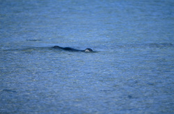 Rare Hawaiian Monk Seal in the Vastness of the Pacific Ocean