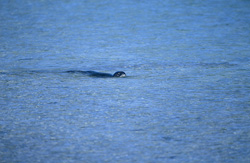 Incontro raro: Foca monaca hawaiana nella natura