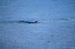 Una foca monaca hawaiana (Monachus schauinslandi) alza la testa fuori dall'acqua e guarda intorno.