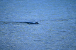 Foca monje hawaiana en la laguna de Midway
