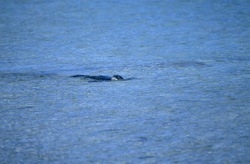 Hawaiian monk seal in the stunning environment of Midway Atoll