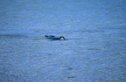 Only few Hawaiian monk seals (Monachus schauinslandi) live in the Midway Atoll. The animals are exceptionally sensitive to environment influences of any kind and from the extinction threatens.