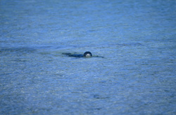 Una foca monje hawaiana explora la laguna de un atolón